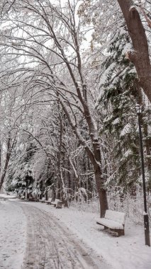 Ağaçlar Bulgaristan Sofya şehir kış manzara South Park kar ile kaplı