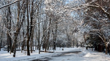 Ağaçlar Bulgaristan Sofya şehir kış manzara South Park kar ile kaplı