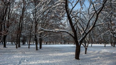Ağaçlar Bulgaristan Sofya şehir kış manzara South Park kar ile kaplı