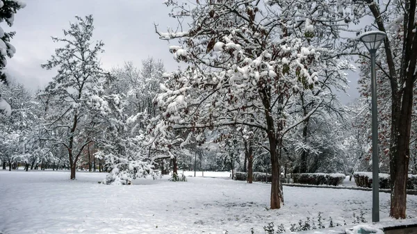 Paisagem Inverno South Park Com Árvores Cobertas Neve Cidade Sofia — Fotografia de Stock
