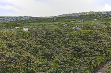 Manzara Vitosha Mountain yakınındaki Cherni Vrah tepe, Sofya şehir bölge, Bulgaristan