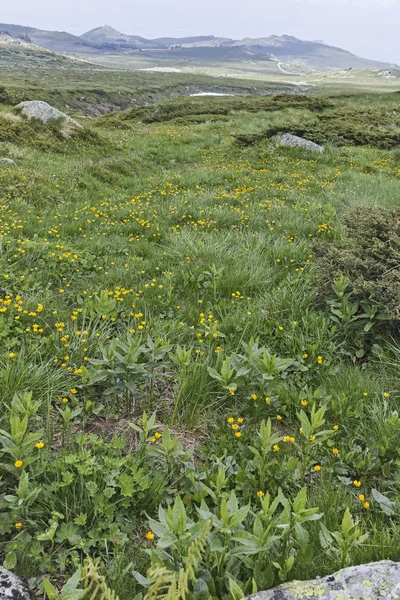Manzara Vitosha Mountain yakınındaki Cherni Vrah tepe, Sofya şehir bölge, Bulgaristan