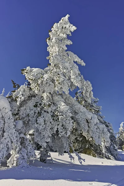 Winterlandschap Van Vitosha Mountain Sofia City Region Bulgarije — Stockfoto