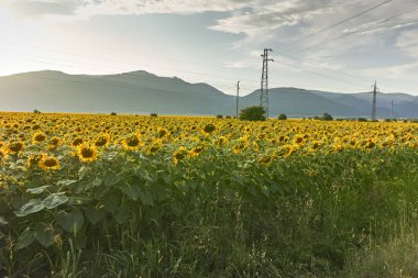Kazanlık Valley, Stara Zagora bölge, Bulgaristan ayçiçeği alanının günbatımı manzara