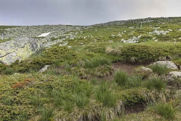 Vitosha Dağı 'nda Cherni Vrah Peak yakınlarındaki yaz peyzaj, Sofya şehir bölgesi, Bulgaristan