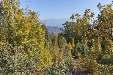 Şaşırtıcı sonbahar manzara Ruen Dağı - Kuzey kesiminde Vlahina Dağı, Köstendil bölge, Bulgaristan