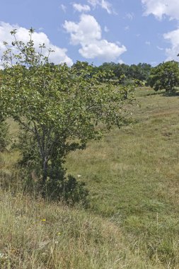 Bulgaristan 'ın Blagoevgrad bölgesindeki Ograzhden Dağı Yaz Manzarası