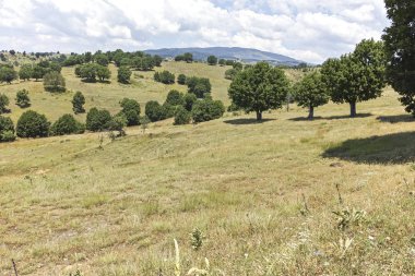 Bulgaristan 'ın Blagoevgrad bölgesindeki Ograzhden Dağı Yaz Manzarası