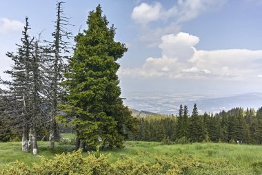 Vitosha Dağı Yaz Manzarası, Sofya Şehir Bölgesi, Bulgaristan