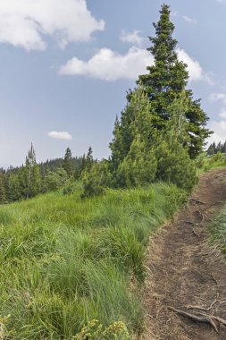 Vitosha Dağı Yaz Manzarası, Sofya Şehir Bölgesi, Bulgaristan