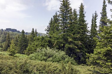 Vitosha Dağı Yaz Manzarası, Sofya Şehir Bölgesi, Bulgaristan