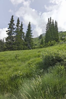 Vitosha Dağı Yaz Manzarası, Sofya Şehir Bölgesi, Bulgaristan