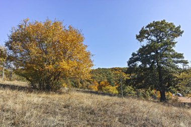 Şaşırtıcı sonbahar manzara Cherna Gora (Karadağ) Dağı, Pernik bölge, Bulgaristan