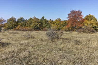 Şaşırtıcı sonbahar manzara Cherna Gora (Karadağ) Dağı, Pernik bölge, Bulgaristan