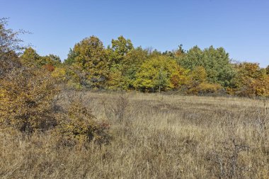 Şaşırtıcı sonbahar manzara Cherna Gora (Karadağ) Dağı, Pernik bölge, Bulgaristan