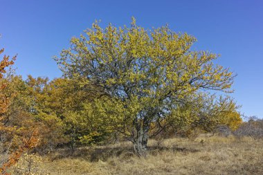 Cherna Gora (Monte Negro) dağının sonbahar panoraması, Pernik Bölgesi, Bulgaristan