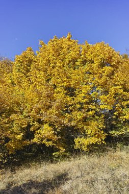 Cherna Gora (Monte Negro) dağının sonbahar manzarası, Bulgaristan