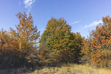 Cherna Gora (Monte Negro) dağının sonbahar manzarası, Bulgaristan