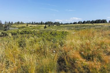 Bulgaristan 'ın Sofya Şehir Bölgesi Vitosha Dağı' nın sonbahar manzarası