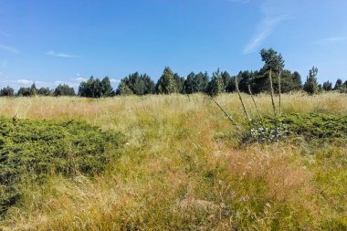 Bulgaristan 'ın Sofya Şehir Bölgesi Vitosha Dağı' nın sonbahar manzarası