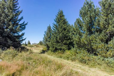 Bulgaristan 'ın Sofya Şehir Bölgesi Vitosha Dağı' nın sonbahar manzarası