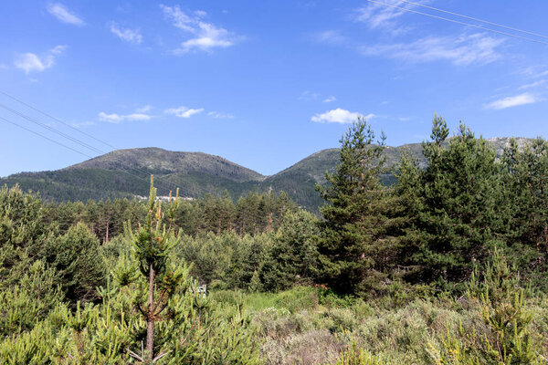 Green forest and meadows at Popovi Livadi Area, Pirin Mountain, Bulgaria