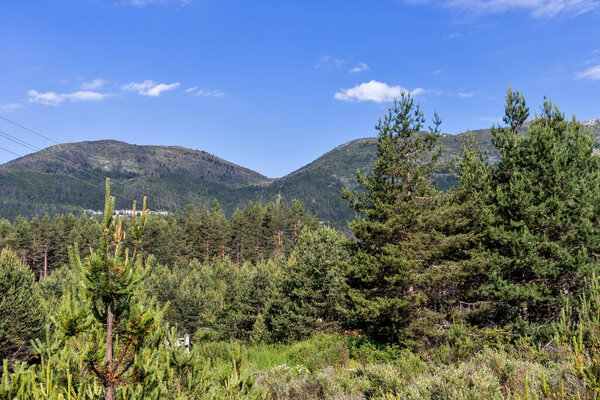 Green forest and meadows at Popovi Livadi Area, Pirin Mountain, Bulgaria