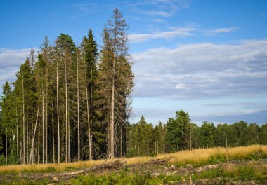 Uzun çam ve ağaçlarla dolu sonbahar tarlası