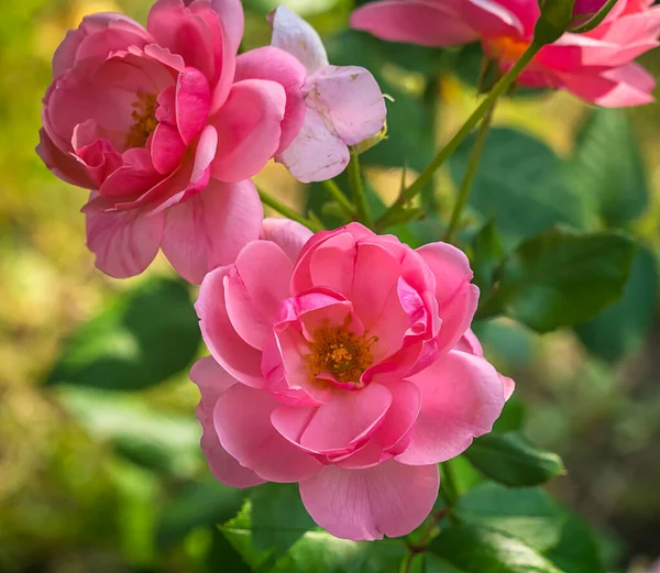 Gyöngéd Gyönyörű Virágok Fűben — Stock Fotó