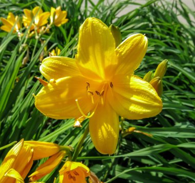 Yeşil çimlerin üzerinde sarı çiçekler