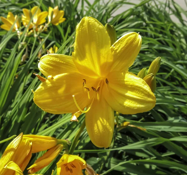 Yeşil çimlerin üzerinde sarı çiçekler