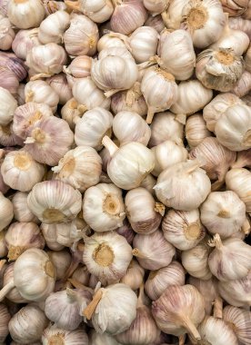 keskin sarımsak karanfili sonbahar hasadı