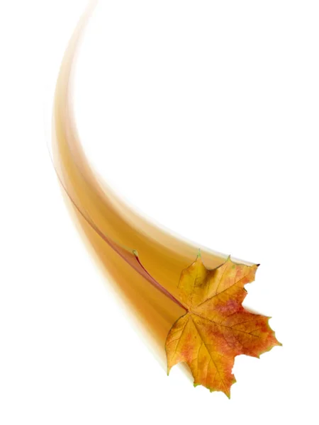 Podzimní Listí Swoosh Bílém Pozadí — Stock fotografie
