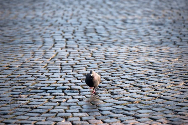 Çakıl Yolda Yürürken Bir Gri Güvercin — Stok fotoğraf