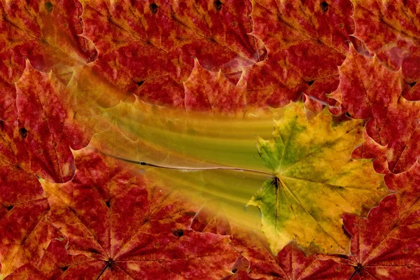 Hoja Arce Amarillo Otoño Sobre Hojas Rojas — Foto de Stock