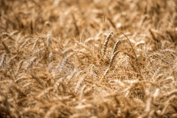 金小麦茎在农村 — 图库照片