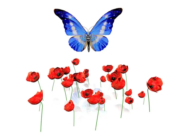 Blauer Schmetterling Und Roter Mohn Auf Weißem Hintergrund — Stockfoto