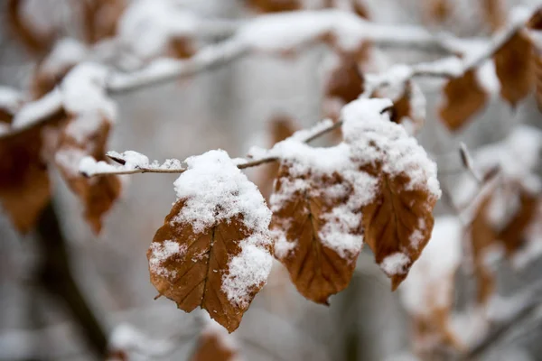 Gros Plan Des Feuilles Givrées Hiver — Photo