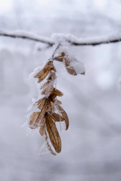 Nahaufnahme Von Gefrostetem Blatt Winter — Stockfoto