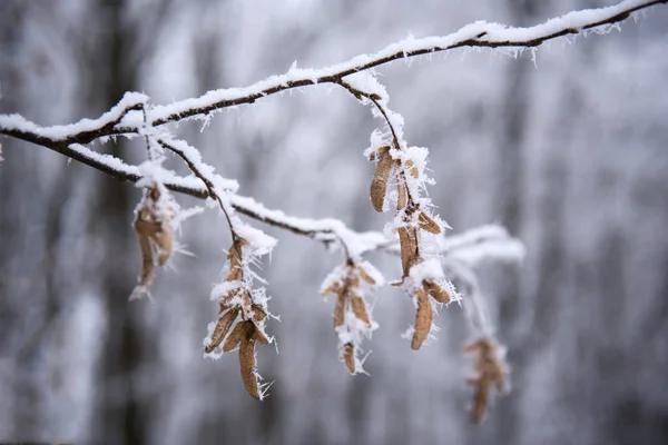 Close Tiro Folhas Foscas Inverno — Fotografia de Stock