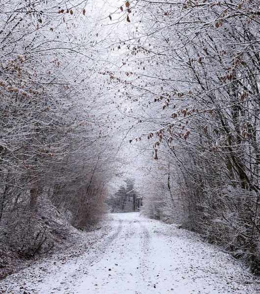 Perspective Décroissante Vue Sentier Couvert Neige Dans Forêt Hiver — Photo