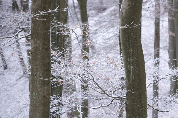 Γραφική Θέα Του Χιονιού Που Καλύπτει Δασικά Δέντρα Χειμώνα — Φωτογραφία Αρχείου