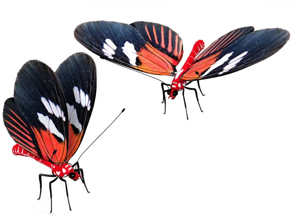 2只红色和黑色的蝴蝶 — 图库照片