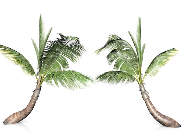 Palmbomen Witte Achtergrond — Stockfoto
