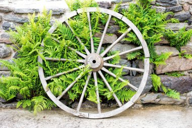 tahta tekerlek ve ferns kapat 