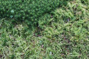 Moss ormandaki yakın çekim 