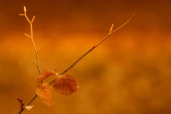 秋の紅葉が終わり — ストック写真