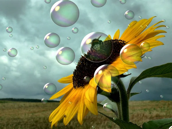 Sonnenblume Und Biene Aus Nächster Nähe — Stockfoto