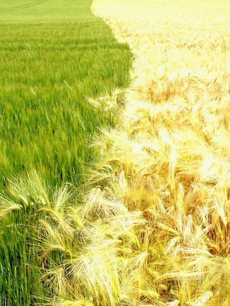 Wheat Field Boundary Close — Stock Photo, Image