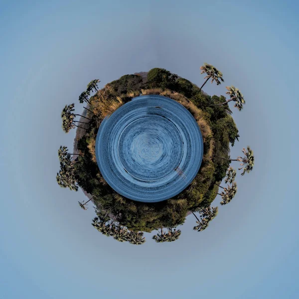 ヤシの木の惑星をクローズ アップ — ストック写真